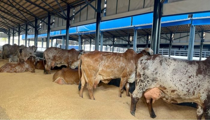 Foto: Conteúdo e Notícias do Agronegócio Brasileiro | CompreRura