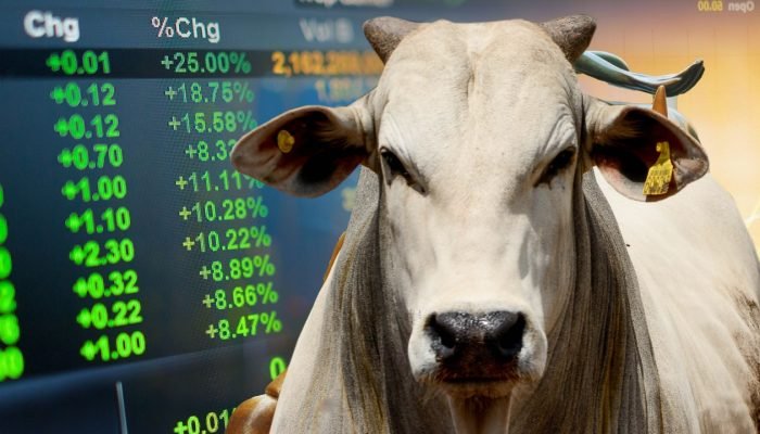 mercado-do-boi-gordo-em-alta