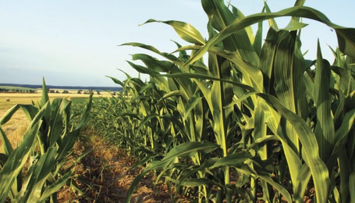 Foto: Conteúdo e Notícias do Agronegócio Brasileiro | CompreRura