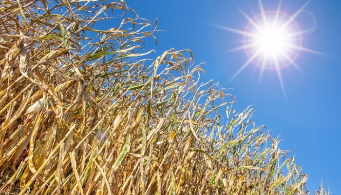 Foto: Conteúdo e Notícias do Agronegócio Brasileiro | CompreRura