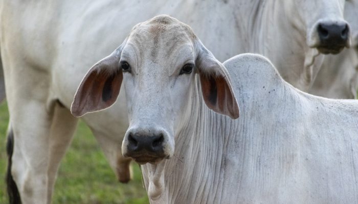 Pecuária brasileira demanda alinhamento entre produtor e novas tecnologias — Fot