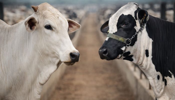 Foto: Foto: Thiago Pereira