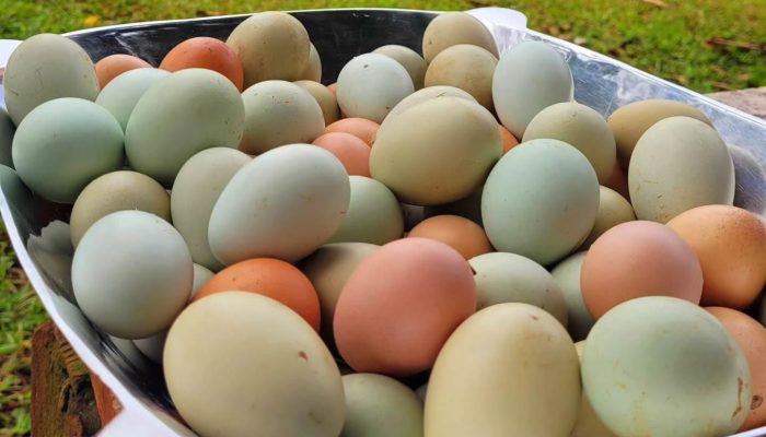 Ovo — Foto: Foto: Drika - Vida na Roça