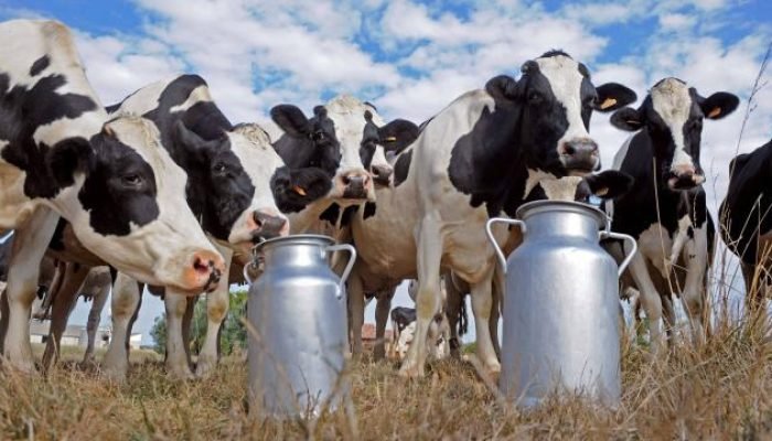 Foto: Notícias do Agronegócio Brasileiro – CompreRural