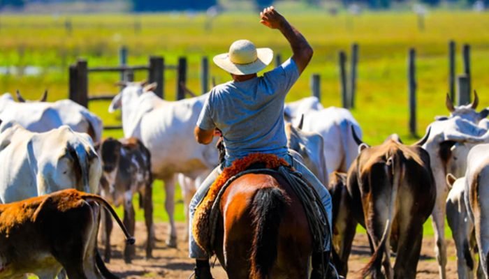 pecuarista-1-1