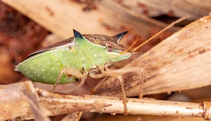 Foto: Foto: Divulgação