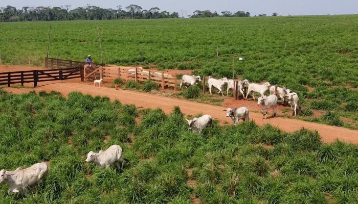 pesar-gado-no-pasto-olhododono