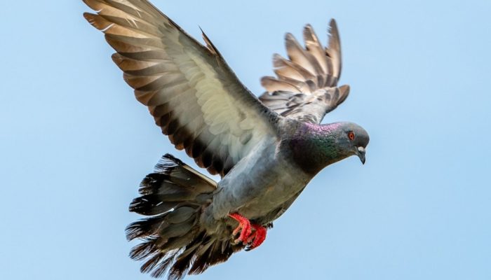 Pombo equipado com dispositivo eletrônico é controlado por impulsos cerebrais em