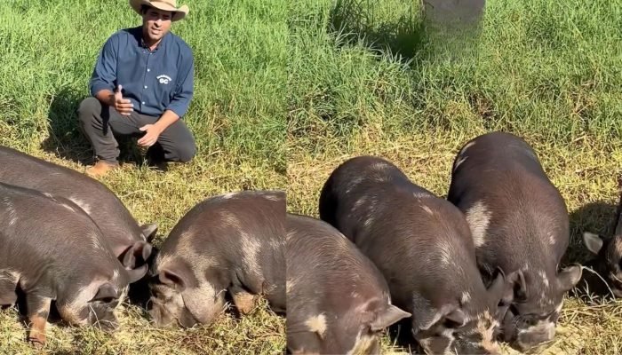 Foto: Notícias do Agronegócio Brasileiro – CompreRural