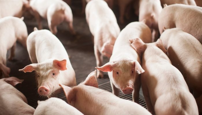 Foto: Conteúdo e Notícias do Agronegócio Brasileiro | CompreRura