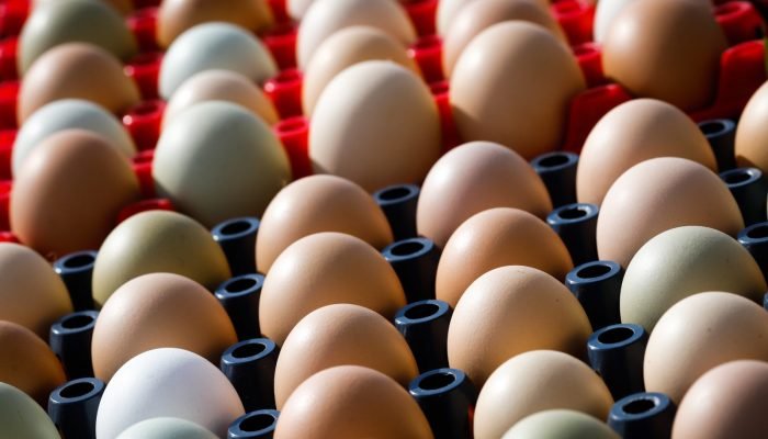Foto: Notícias do Agronegócio Brasileiro – CompreRural