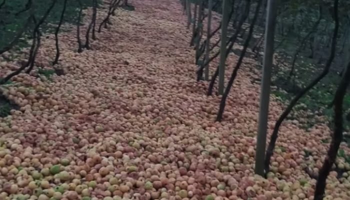 Foto: Conteúdo e Notícias do Agronegócio Brasileiro | CompreRura