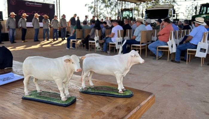 projeto-genetica-semen-e-embrioes-da-raca-canchim-grupo-ilma-miniaturas-da-raca-canchim