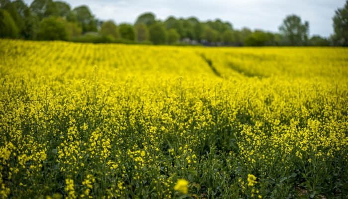 Foto: Conteúdo e Notícias do Agronegócio Brasileiro | CompreRura