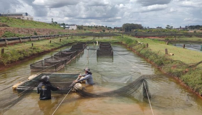 release-producao-de-tilapia-em-sao-paulo-cresce-em-glpyH