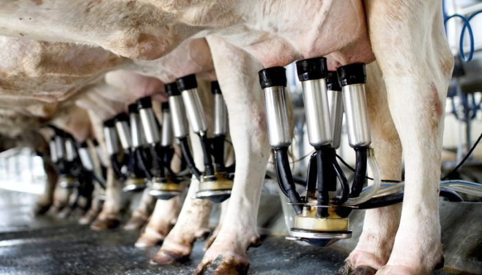 Foto: Notícias do Agronegócio Brasileiro – CompreRural