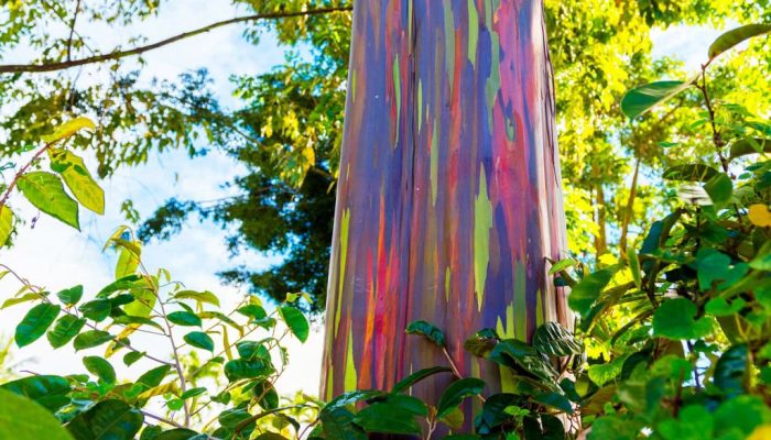 rvore-arco-ris-2-1024x622-1