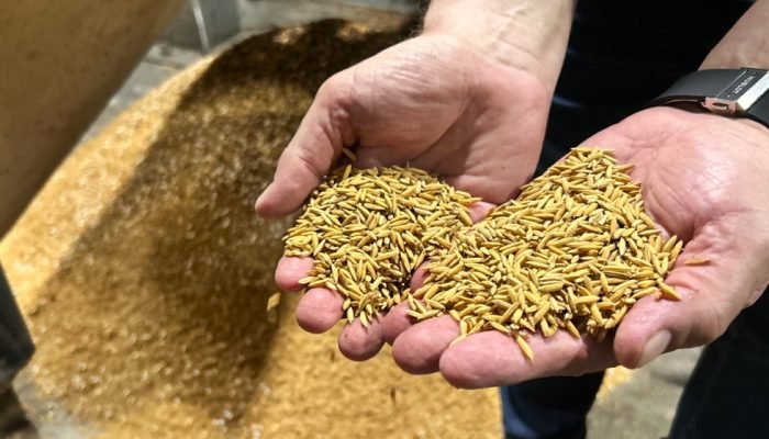 Foto: Conteúdo e Notícias do Agronegócio Brasileiro | CompreRura