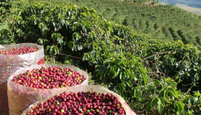 Cafezal bem nutrido — Foto: Foto: Divulgação
