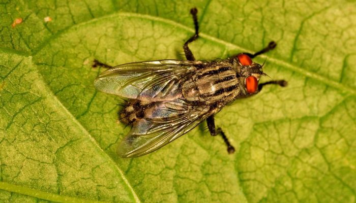 shutterstock_1862686192