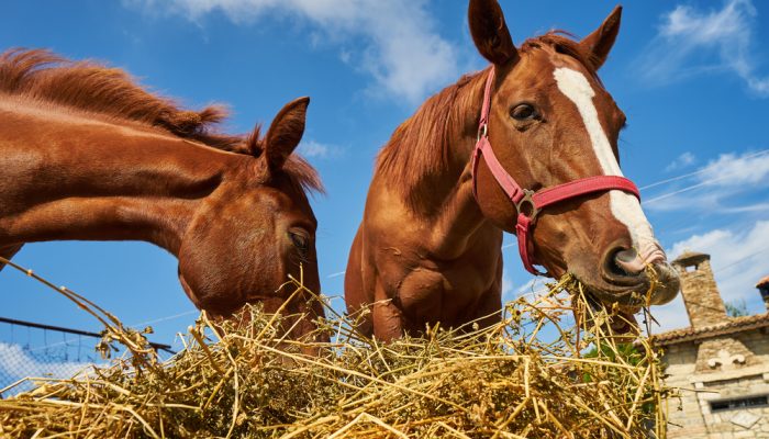 Foto: Foto: Shutterstock