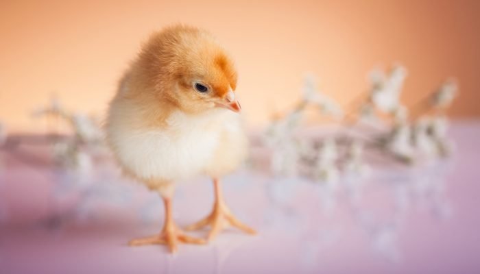 small-chicken-pastel-colored-decorations