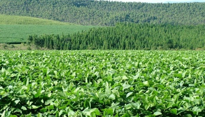 Foto: Conteúdo e Notícias do Agronegócio Brasileiro | CompreRura