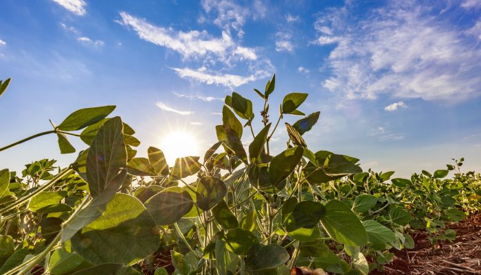 soybean-field-sunny-day-agricultural-scene-2-