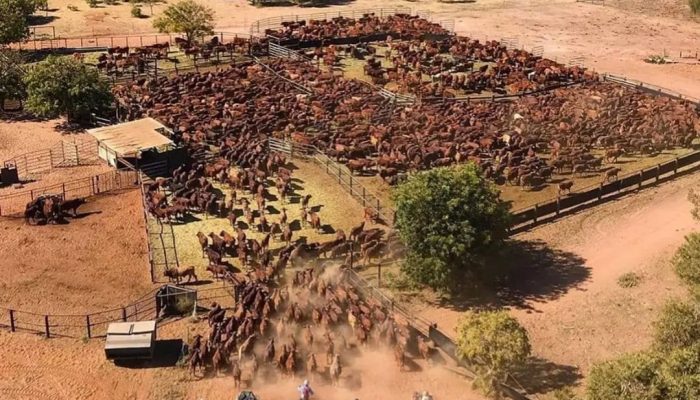 terra-rural-australia-chaozao