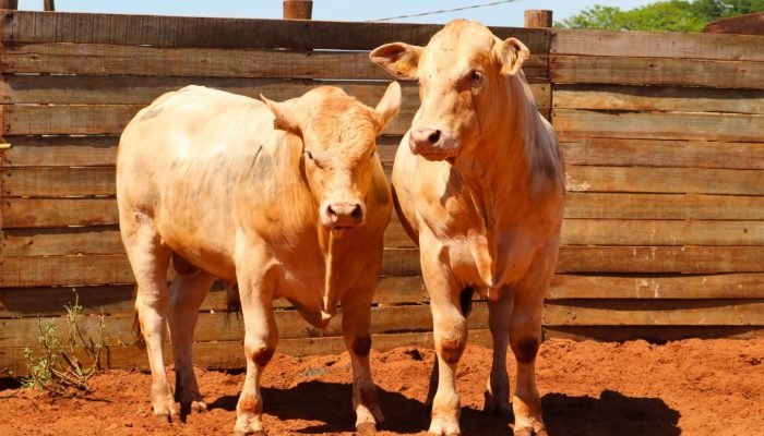 Foto: Conteúdo e Notícias do Agronegócio Brasileiro | CompreRura