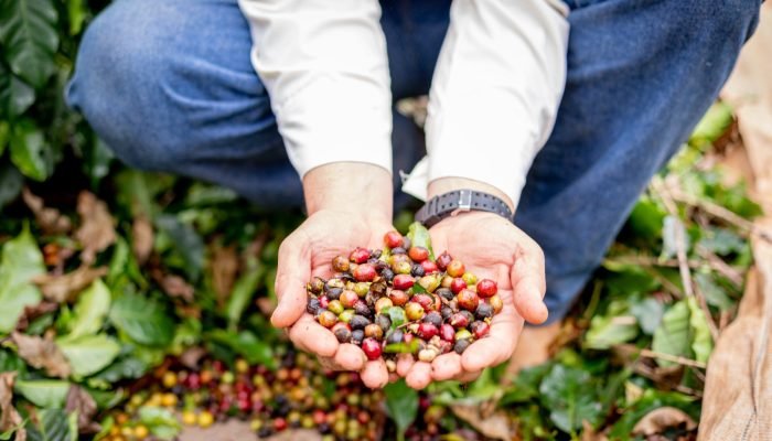 Foto: Conteúdo e Notícias do Agronegócio Brasileiro | CompreRura