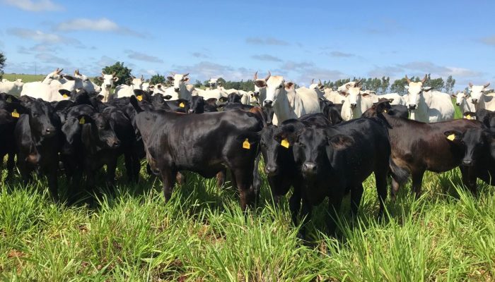 Pecuária de cria — Foto: Foto: Armindo Barth Neto/Divulgação