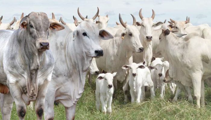 Foto: Montagem CompreRural