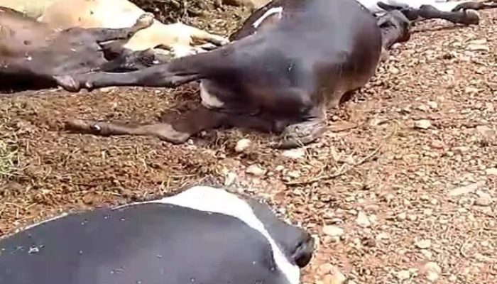 Foto: Foto: Divulgação