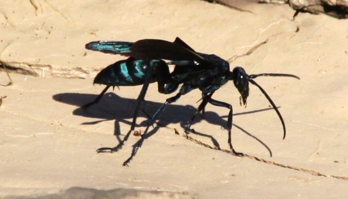 vespa-cavalo-do-co-caadora-de-aranhas-1024x764-1