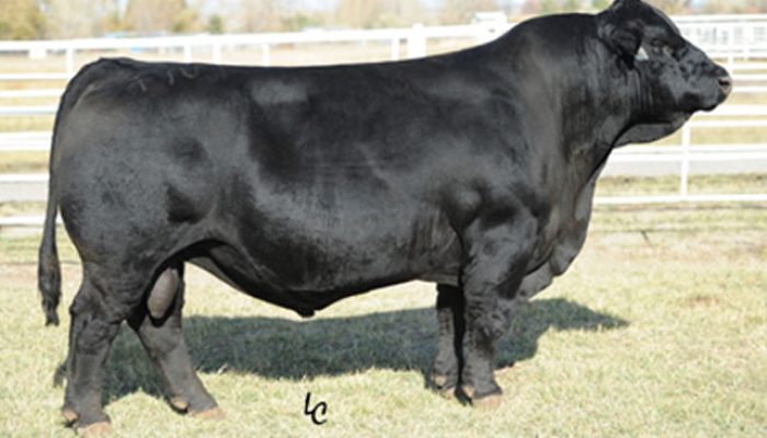 Touro Tanker – Black Simental. Mocho em coleta nos USA — Foto: Touro Tanker – Bl